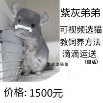 Purple gray chinchillo brother pet chinchillo living silver spotted purple gray chinchilla Cubs have their own breeding in physical stores