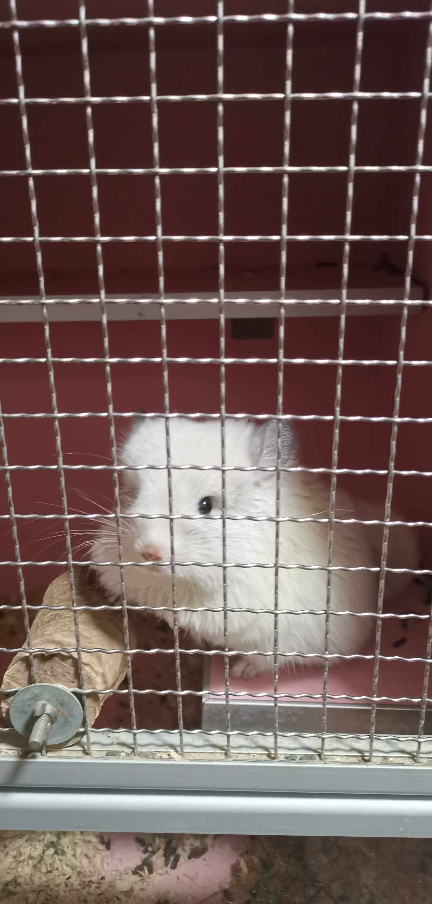 Long Fur Purple Grey Silver Spot Pink White Beige Curry Grey Dragon Cat Ear Pin back to video pick