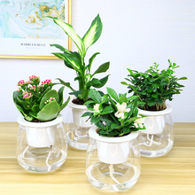 办公室盆栽文竹室内绿植绿萝花卉盆栽