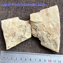 Promotional Huang Ban Jigou plant fossils Chaoyang paleontological fossils in western Liaoning popular science Beipiao wolf fin specimen collection