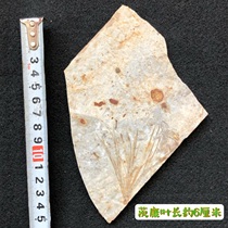 New single-plate plant fossils Liaoning branch stone specimens paleontological fossils popular science teaching collection in Chaoyang Western Liaoning