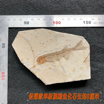 Promotional single wolf-finned fish fossil paleontological fossil raw stone specimen in Chaoyang Western Liaoning popular science gift collection level