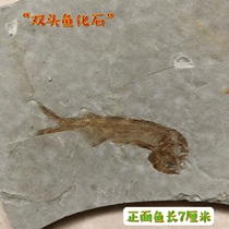 New front and back double-sided wolf-fin fish fossil Liaoxi paleontological fossil popular science specimen Chaoyang gift collection and appreciation