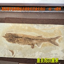 New high-quality Jinan fish fossil fossil Chaoyang paleontology popular science specimen Liaoxi Province raw stone gift ornaments collection