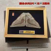 Exquisite folio fish fossils Liaoxi paleontological fossil raw stone specimens mounted in solid wood frame gift box table collection