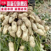 High-quality peanut seed high-yield peanut seed (medium agricultural large white sand) adaptable to new type 2 catties