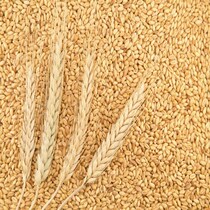 5 kg of wheat grain wheat seed wheat seed wheat seed wheat grass seed maltose wheat seedling juice to eat