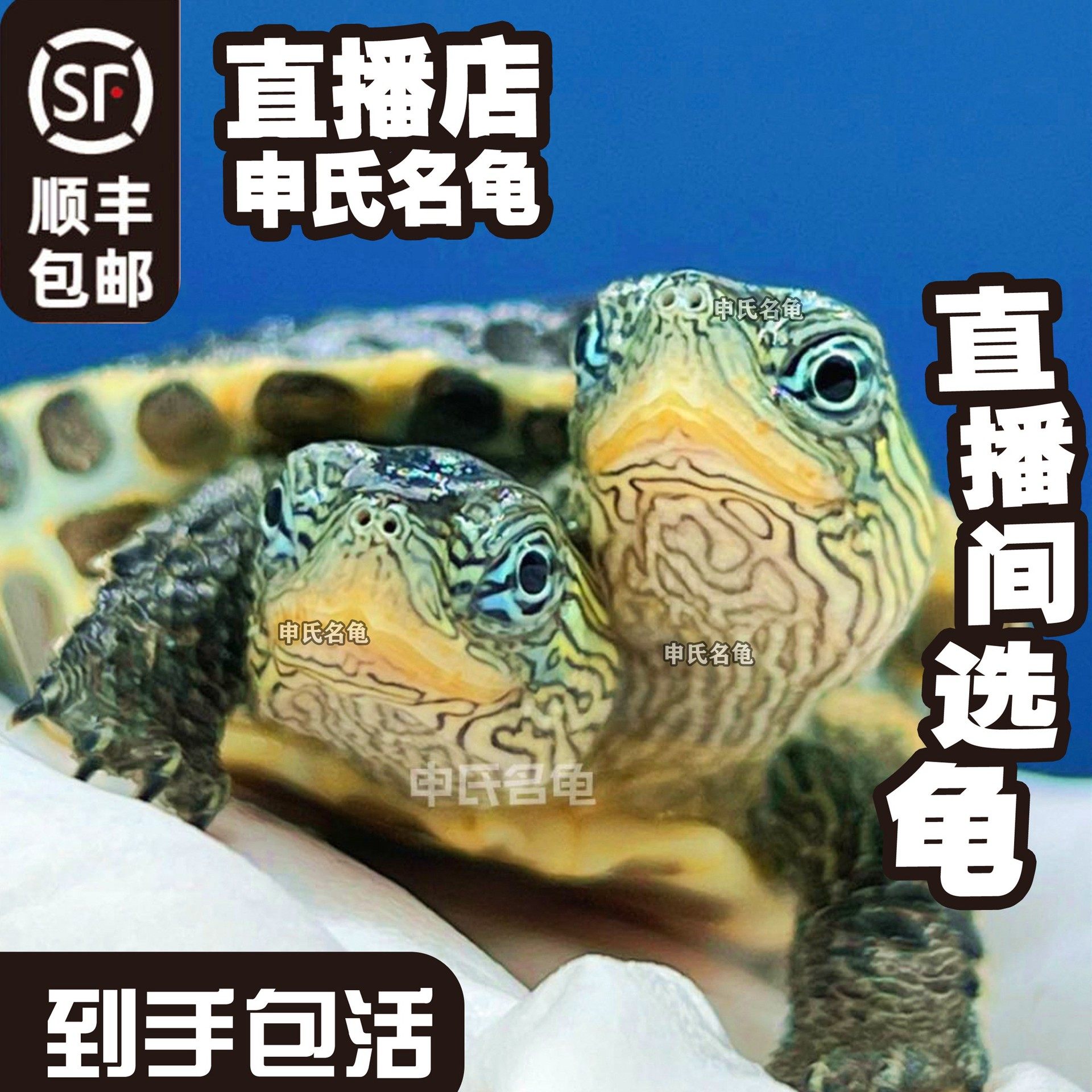 震惊全网！申氏名龟双头龟到底是什么神仙物种？双头巴西龟真相大揭秘！💥-龟-淘宝好物网, image size:1920x1920