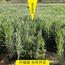 Lavender seedlings cuttings seedlings narrow-leaf lavender flower seedlings Flowers perennial easy-to-grow lavender potted green plant park