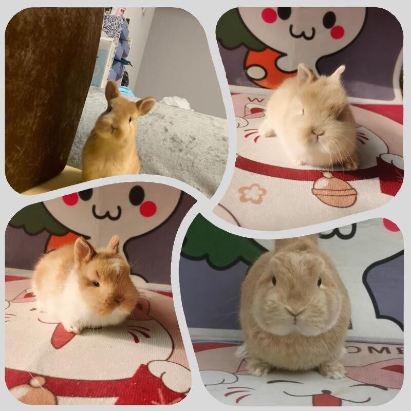 Imported Dwarf Rabbit Single Blood Double Blood Dwarf Rabbit Small Lineage Rabbit Coeared Rabbit cat Rabbit Living Pet Rabbit