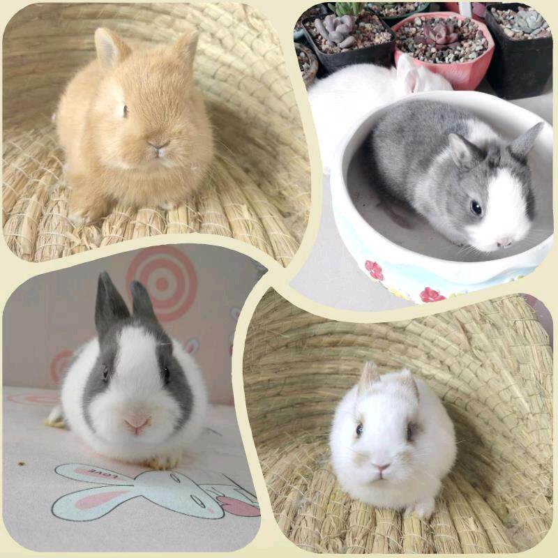 Dwarf Rabbit Pet Rabbit Coeared Rabbit Petty White Rabbit Pedigi Rabbit Single Blood Double Blood Imported Rabbit