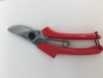 Taiwan Imported Sun Flowers 120 Prunes Pruned Branches Cut twigs cut branches Cut flowers and cut flowers and cut flowers and cut flowers and cut fruit trees