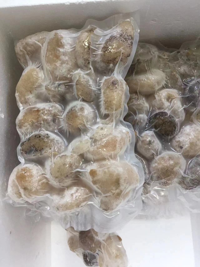 厂家直销白球参和海参有什么区别？如何挑选优质水发海参？-好物推荐-淘宝好物网