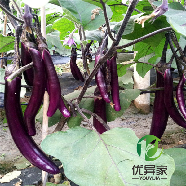 Youjia Fresh Vegetables Long Eggplant Seasonal Vegetables and Agricultural Products 400g