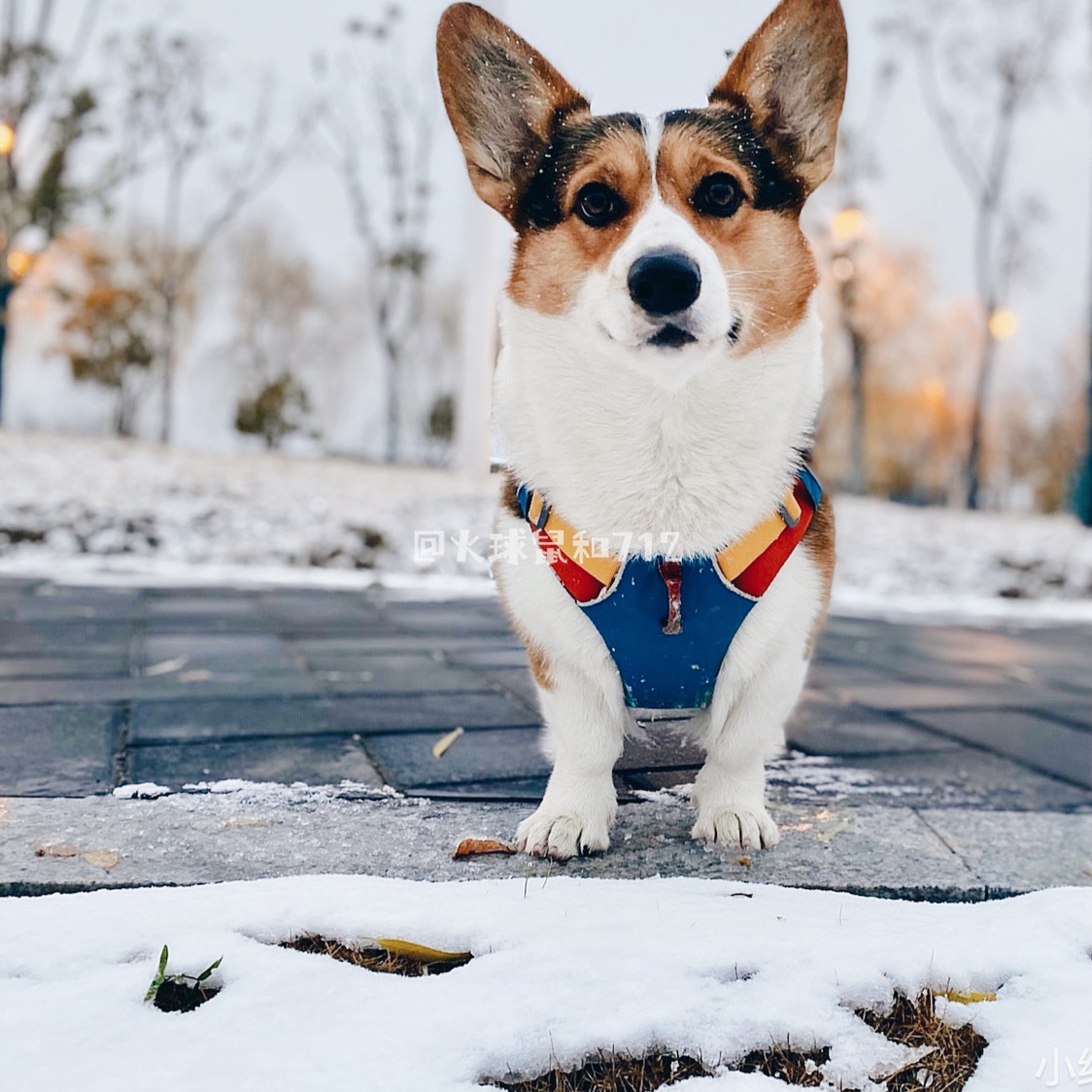 Fireball squirrel and 712 foramt series chest back traction Ruffwear Rafale dog breast-holding baby bag 22 new product