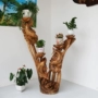 Gỗ rắn toàn bộ gốc rễ khắc khung cây elm đỏ trang trí gốc cây rắn khung gỗ bonsai khắc quanh năm cá - Các món ăn khao khát gốc bộ bàn ghế bằng gốc cây