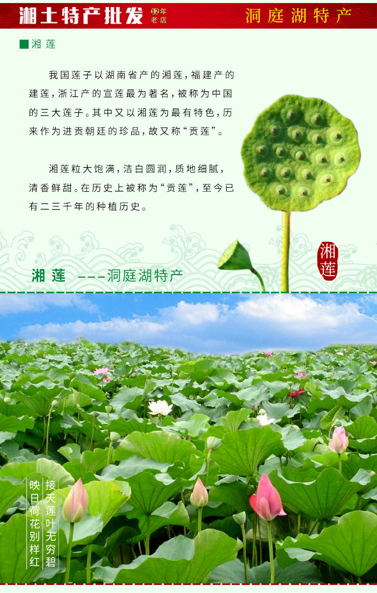 [湘莲介绍-1.jpg]