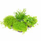 Freshwater fish tank live lazy entry landscaping tuo grass underwater Ye Tianhu pearl prospect without bottom sand mini