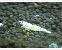 Shrimp Ornamental Shrimp Pet Shrimp Platinum Shrimp Crystal Shrimp Rice Shrimp Male and Female Average Live Shrimp Gold Shrimp Tool Shrimp