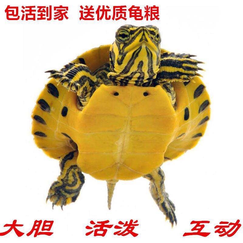 🎉超萌乌龟大揭秘：黄耳龟、甜甜圈龟、火焰龟，谁是你的心头好？!-龟-淘宝好物网
