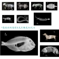 10 размер рентгеновских лучей животных A4