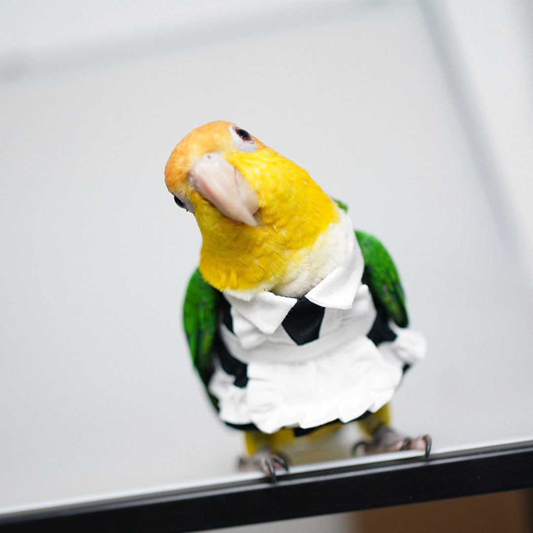 Parrot bird pet clothes Xuanfeng cute and cute sale cute maid dress cos roletta maid foreign dress with dress