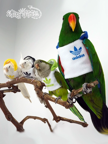 Чистый дом, маленький, средний, размещенный в средне, черный феникс, птичья одежда, толстая хлопчатобумажная одежда с шляпой, летающая одежда, зимняя одежда с четырьмя -бесплатной доставкой.