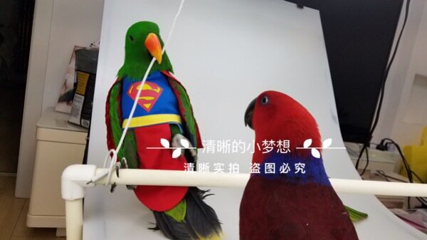 Medium and large pet bird parrot clothes flight suit warm autumn winter cape handsome role play superman model