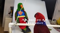 Medium and large pet bird parrot clothes flight suit warm autumn and winter cloak handsome role-playing superman
