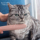 Кошачий колючий гребень для кошачьего языка, кошачий язык для вылизывания шерсти, массажная расческа, массажная щетка, расческа для домашних животных, гребень для кошачьего ряда, плавающая кошка mini 1