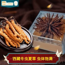 Tibet Cordyceps sinensis Cordyceps 8 grams of flowers dried Cordyceps about 44-46 roots