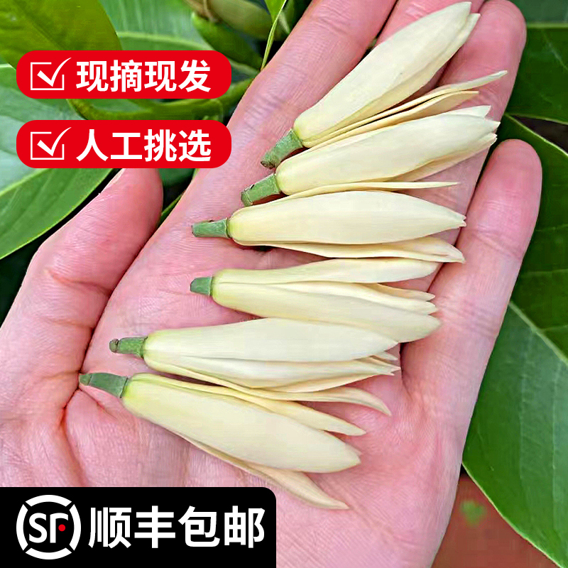 Magnolia Flowers, White Orchids, Freshly Picked Flowers, Flower Buds, Yellow Horn Orchids, Yellow Fruit Orchids, White Magnolia Flowers