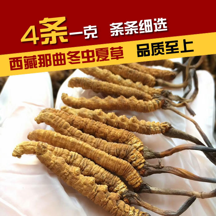 2020 Fresh Tibet's Cordyceps militaris natural nourishing aweto caterpillar fungus 4 roots 1 gr