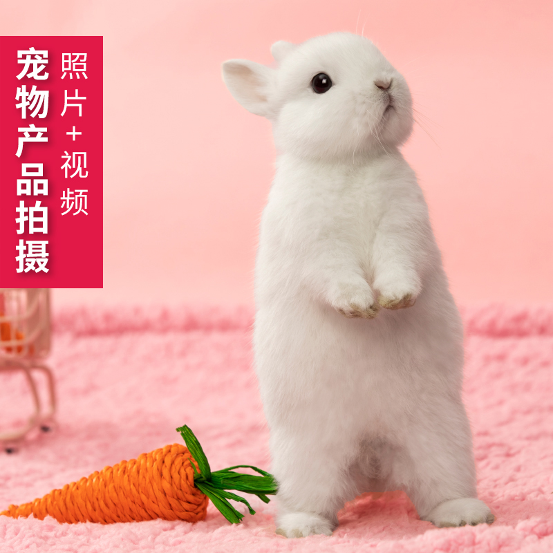 Pet Rabbit Supplies Shooting Beds, Nests, Cages, Clothing, Toys, Products, Short Videos, Rabbit Food, Aquarium Photography