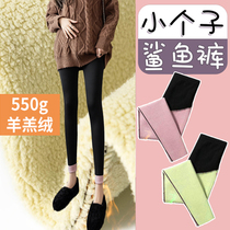 Pregnant Woman Shark Pants Plus Suede Little Guy 80% Winter Pregnant Woman Pants Thicken Beat Bottom Pants Autumn Winter Lamb Suede Pants