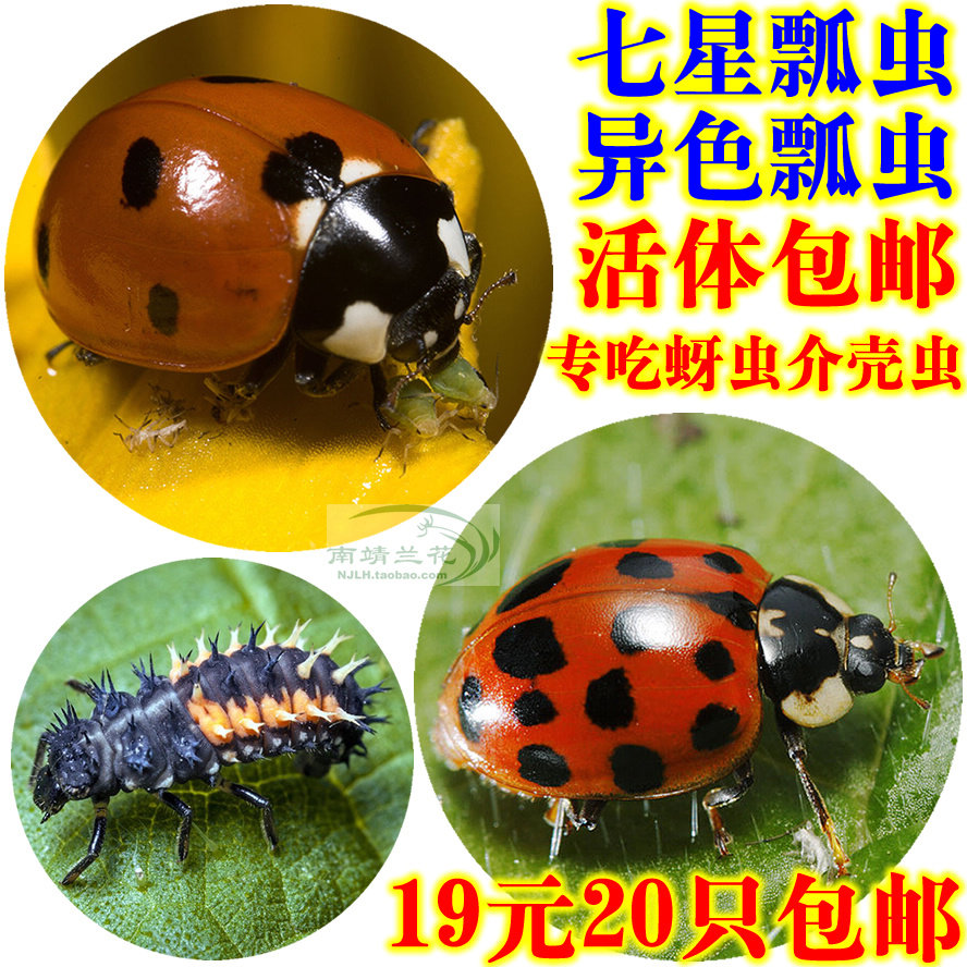 七星瓢虫异色瓢虫活体成虫幼虫包邮蚜虫介壳虫天敌蔬菜大棚可用