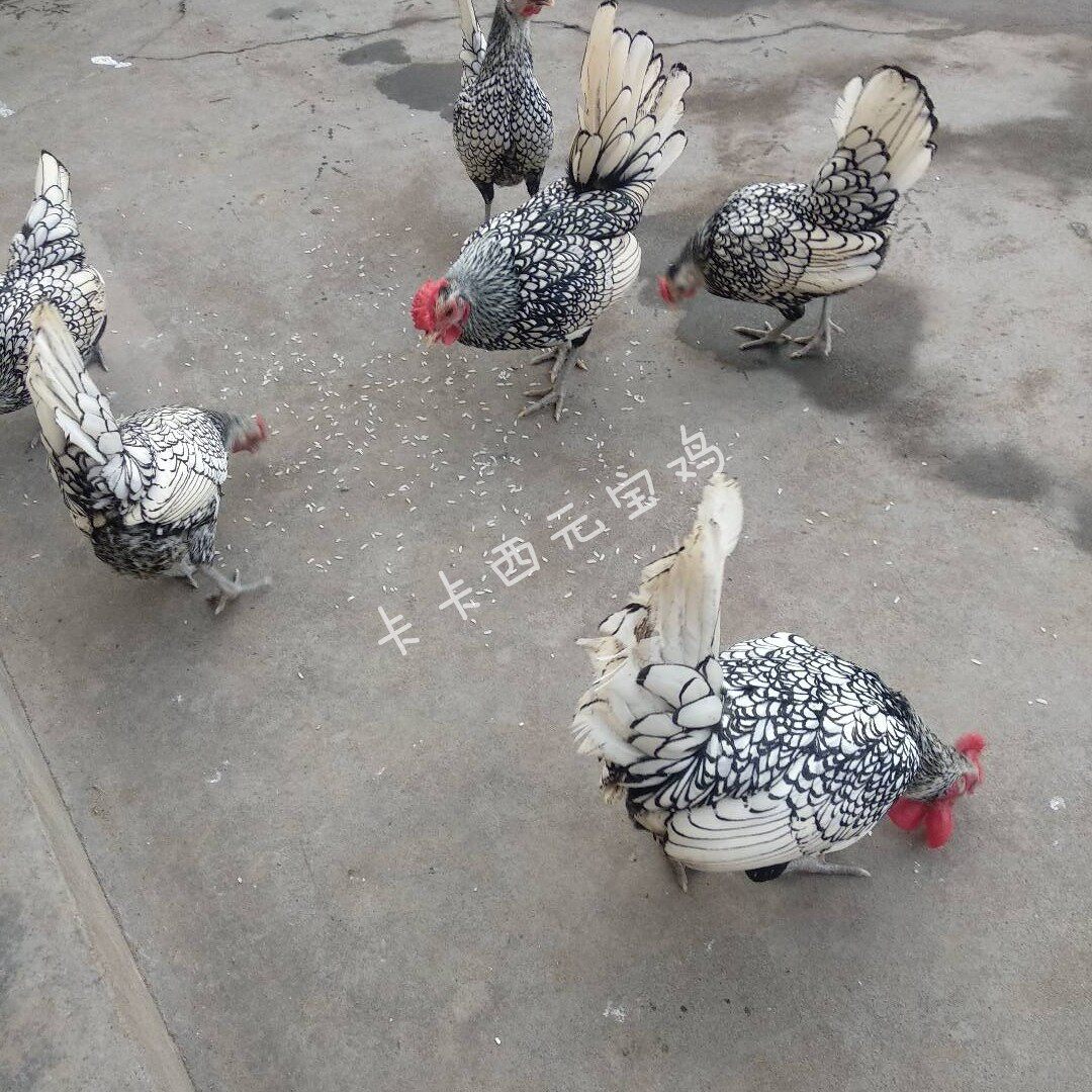 波兰鸡种蛋鸡苗：迷你宠物鸡界的黑白花元宝鸡，长不大却萌翻天！-宠物鸡-淘宝好物网