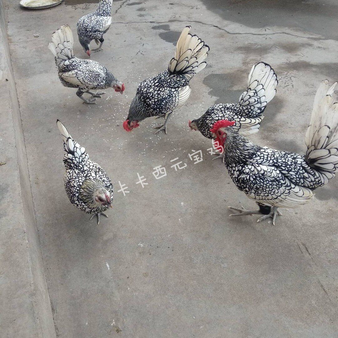 波兰鸡种蛋鸡苗：迷你宠物鸡界的黑白花元宝鸡，长不大却萌翻天！-宠物鸡-淘宝好物网