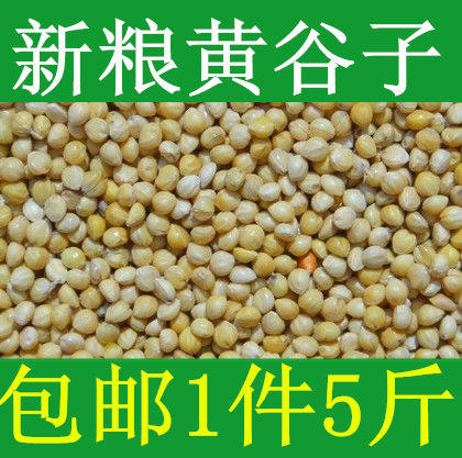 Huang cereal with shell millet bird grain Tiger pearl pearl bird feed 5 kg