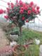 High pole rose flower tree multi-color stump old pile rose rose seedling extra large flower tree stump rose lollipop rose