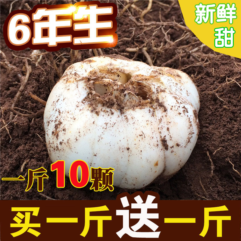 Lanzhou Fresh Lily Natural Farmhouse Edible Sweet Lilies Non Lily Dry Clear Sweet Vacuum Fresh Sweet Lily White