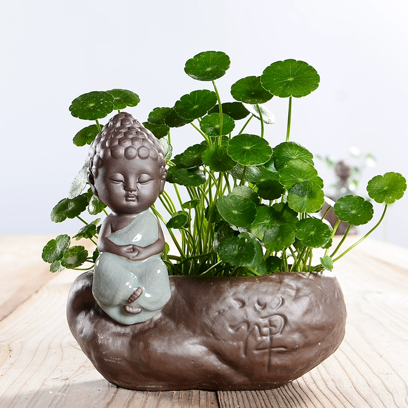 Zen gốm thủy canh không xốp chậu hoa bình hoa mọng nước Lysimachia thủy canh trang trí cây xanh - Vase / Bồn hoa & Kệ