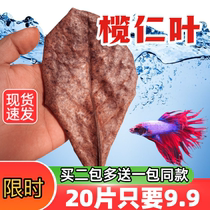 Fish tank olive leaf turtle olive leaf aquarium fighting fish lazy leaf acid-lowering water quality pH value raising turtle longan leaf