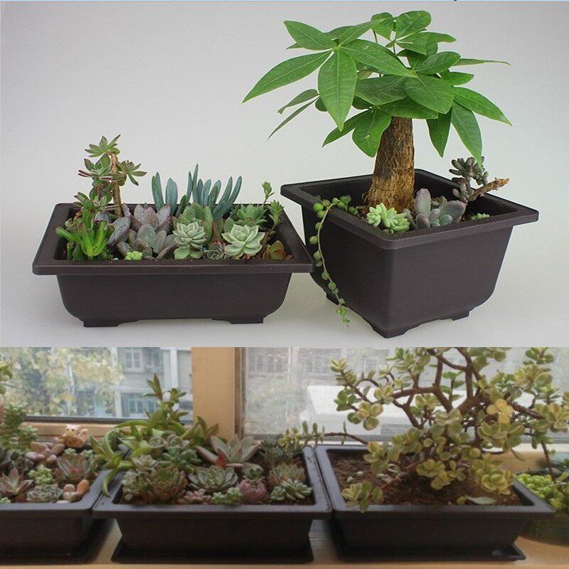 Purple sand multi - flesh pot plastic square strawberry basin tray is shot at 28 yuan