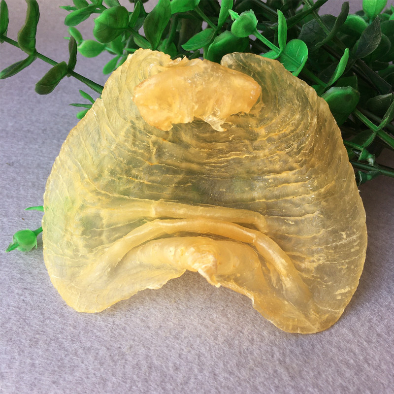 18 Head of Bright Goods Baremouth Fish Fish Glue Fish Belly Flower Glue Flesh Thick Hair Times High Nutrition Rich Look Good 500 gr