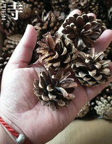 Pine Nuts Trupine Tazon Ball Nursery Handmade Creative Dry Flower Bag Diy Material Bag Pendant Swing Piece Shooting
