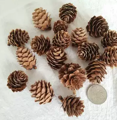 Supply natural materials in the mountains Larch fruit, dried flowers, pine flowers, Christmas pine cones, shooting props, ornaments