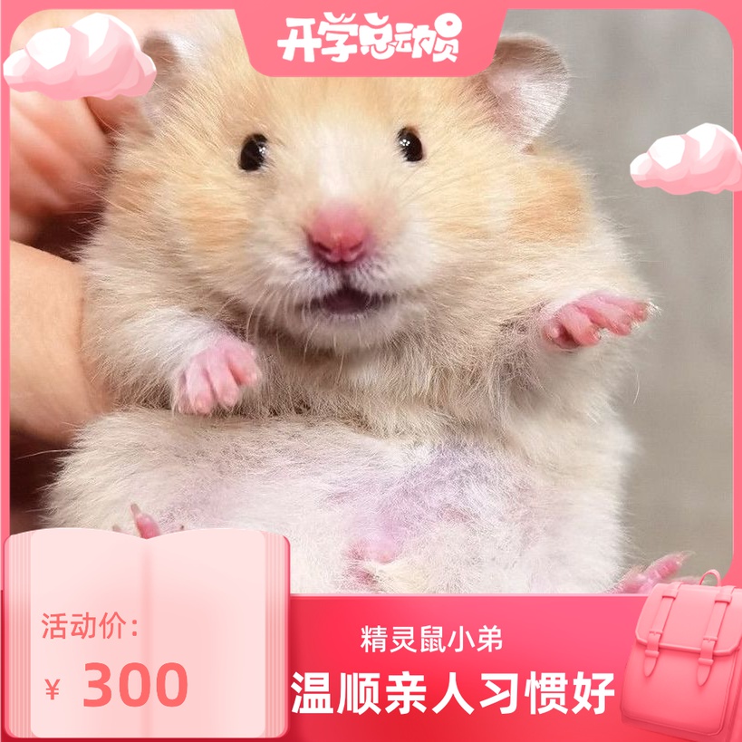 (Snow North Shannan) Facial Textured golden Silk Bear Home Bears Rare Fur Relatives West Isch Bear Living Things