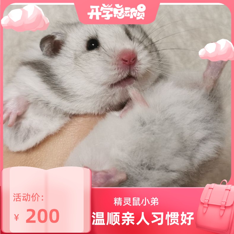 (Snow North Xiangnan) Sterling Silver Golden Silk Bear Ultra Light Golden Silk Bear Domestic Bear Rare Coat Color Relatives Xi Shi Bear Live Creature