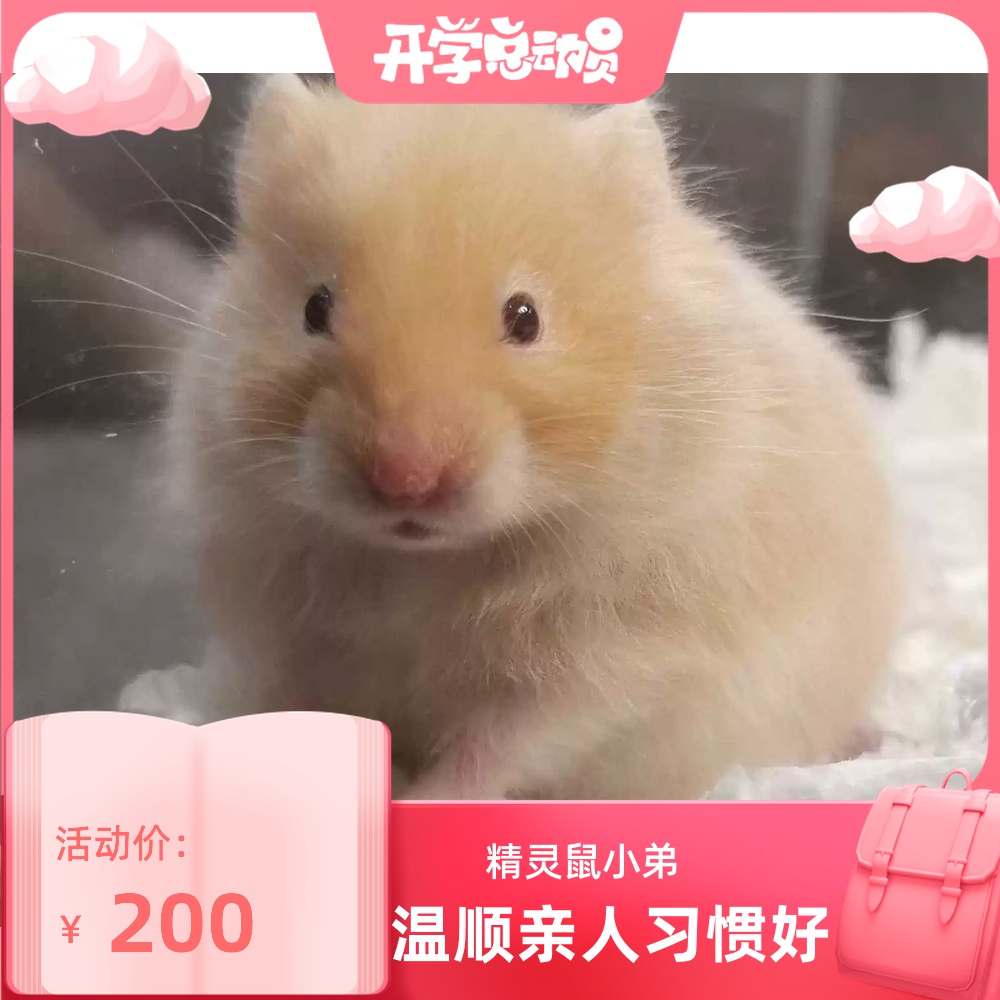 (Snow North Xiangnan) Cinnamon Bear Domestic Bear Rare Fur Color Long Hair Short Hair Golden Silk Bear Relatives Have a good personality